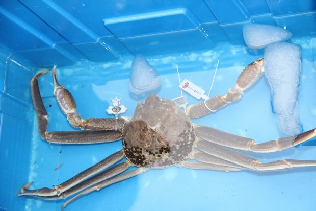 Con cua tuyết nặng 1,2kg thuộc dòng Hamasaka - tên được người dân đặt cho những con cua tuyết đực được đánh bắt ngoài khơi vùng Sanin. Ảnh: Mainichi