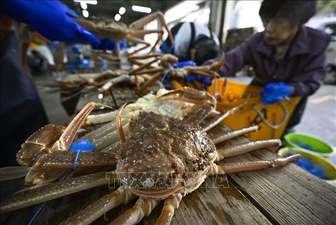 Tại Việt Nam, cua tuyết nhập khẩu nguyên con có giá dao động 800.000 - 1,2 triệu đồng/kg. Ảnh: TTXVN