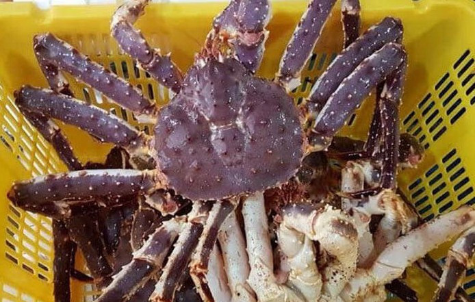 Năm 2019, một con cua tuyết đã được bán đấu giá ở Tottori, Nhật Bản với giá khoảng 5 triệu yên (hơn 780 triệu đồng). Ảnh: Qualifoods