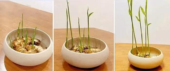 Sau khoảng một tuần, khi rễ và mầm bắt đầu nhú lên hay chuyển gừng sang một khay nước. Ảnh: Facebook
