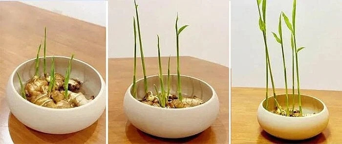 Sau khoảng một tuần, khi rễ và mầm bắt đầu nhú lên hay chuyển gừng sang một khay nước. Ảnh: Facebook