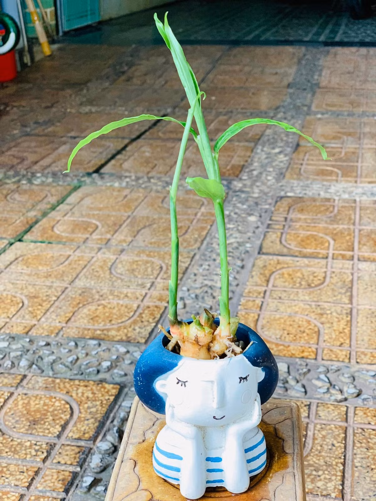 Cây gừng có dáng như cây tre thu nhỏ. Ảnh: Facebook