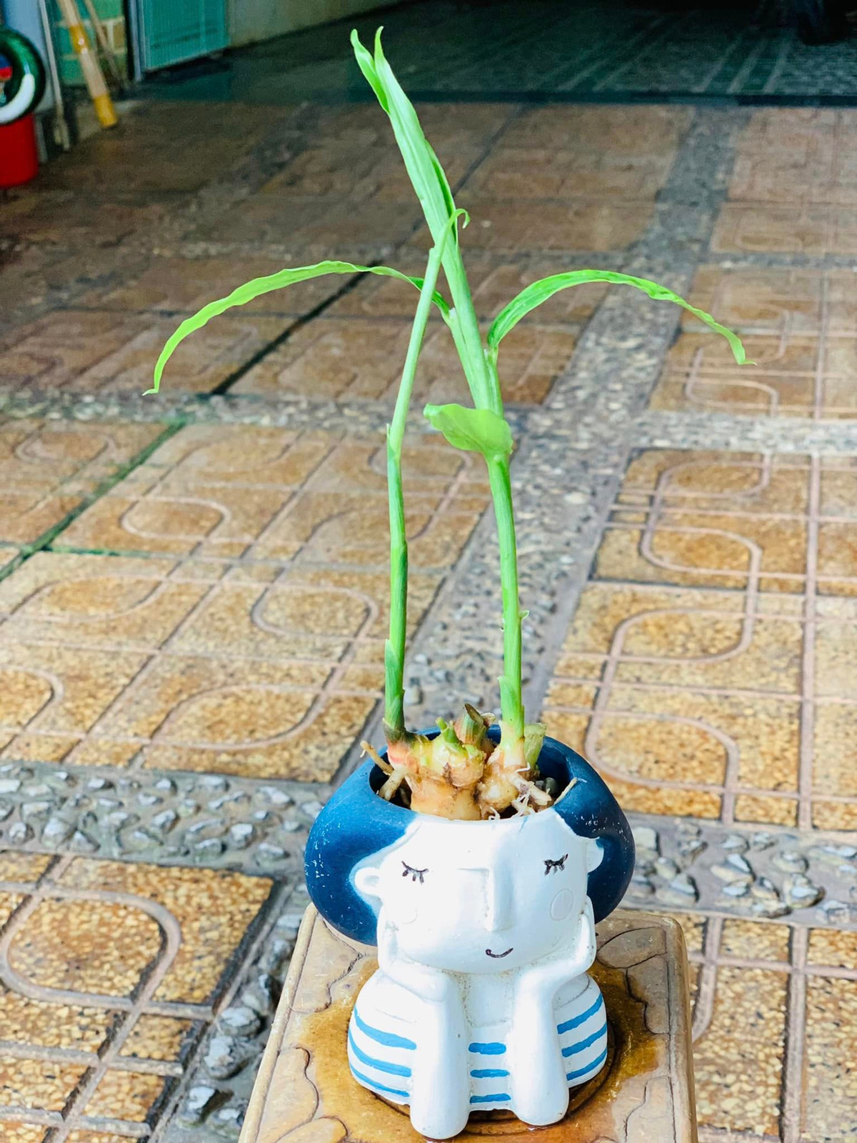 Cây gừng có dáng như cây tre thu nhỏ. Ảnh: Facebook