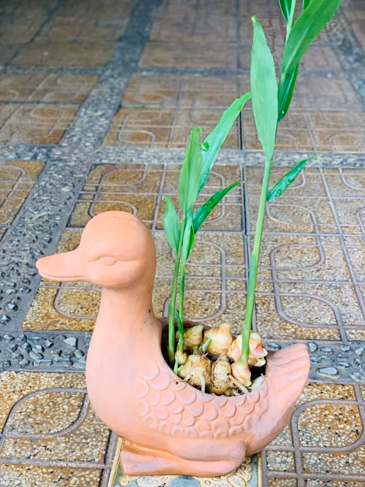 Hương thơm gừng nhẹ nhàng từ gừng mang lại cảm giác thư thái. Ảnh: Facebook