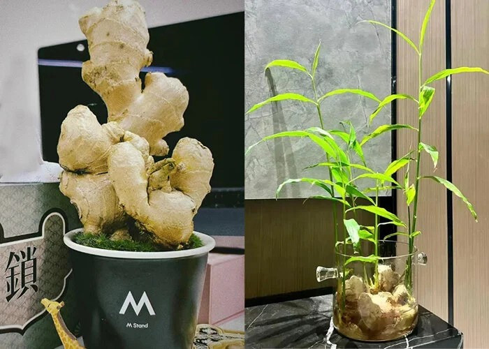 Gừng không đòi hỏi chậu trồng quá cầu kỳ, có thể tận dụng lại các vật dụng như vỏ chai nhựa, cốc cà phê cũ, hay các món đồ vật khác có thể chứa nước. Ảnh: Facebook