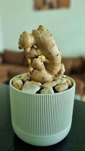 Cho một ít đất vào chậu trồng, vùi khoảng một phần ba củ gừng vào đất và phun nước mỗi ngày để giữ ẩm. Ảnh: Facebook