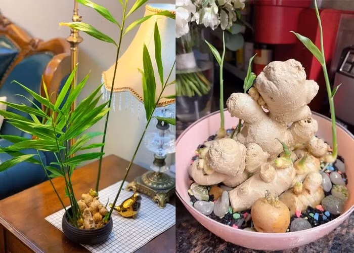 Vì củ gừng có ý nghĩa trang trí nên cần chọn củ có hình dáng đẹp, chắc khỏe giúp cây mọc to đẹp hơn. Ảnh: Facebook