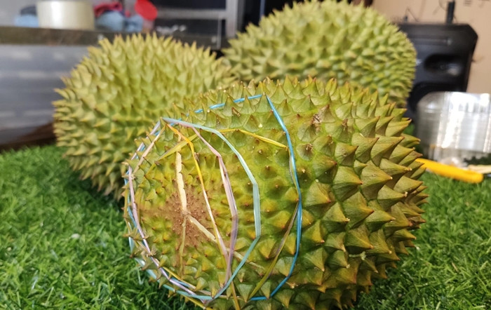Tại Việt Nam, có thời điểm, sầu riêng Musang King trồng tại miền Tây dao động 500.000-850.000 đồng/kg chưa tách vỏ, tương đương 1,5-1,8 triệu đồng một kg đã tách vỏ. Ảnh: Người lao động