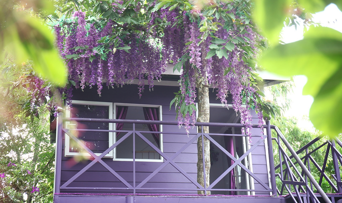 Độc đáo nhất là ngôi nhà màu tím dựng trên thân của một cây bằng lăng tím, nằm giữa ốc đảo, xung quanh là rạch nước cho khách chèo xuồng. Ảnh: Vietnamnet