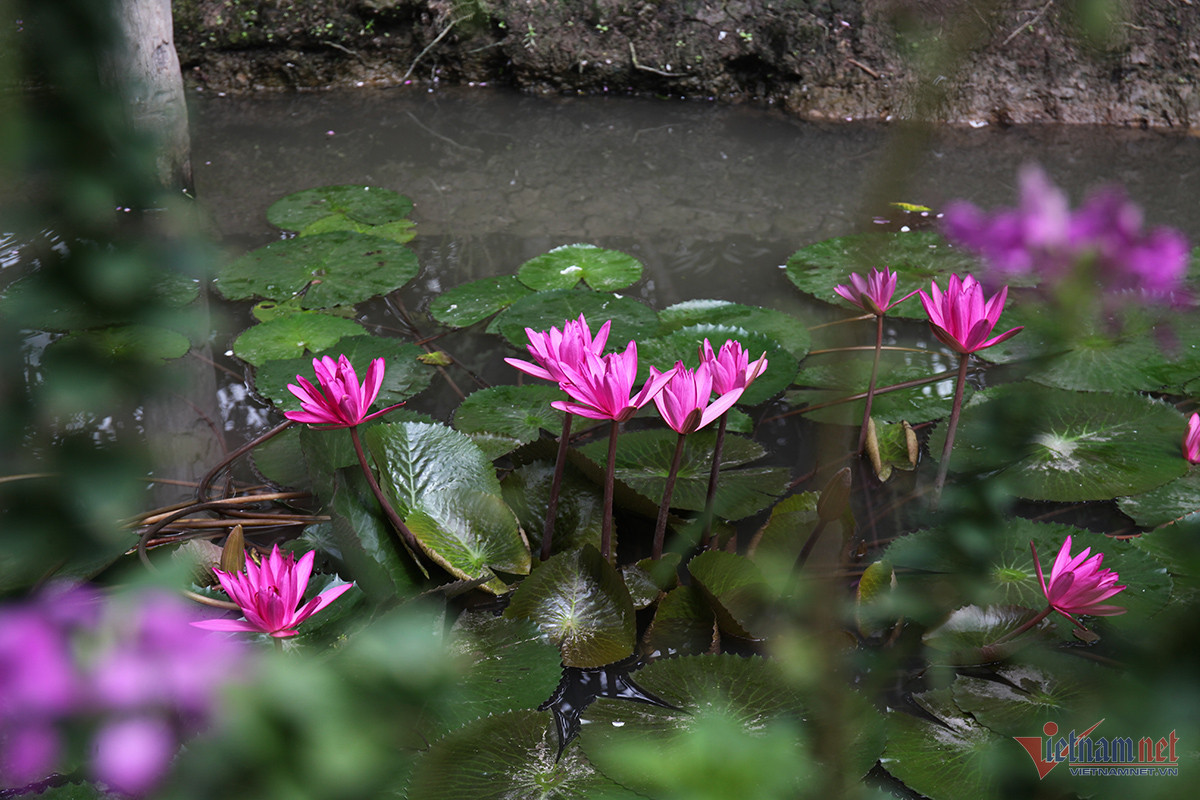 Màu tím tràn ngập với hàng chục loại hoa tím như cúc bách nhật, hoa băng xê, hoa súng, bằng lăng... Ảnh: Vietnamnet