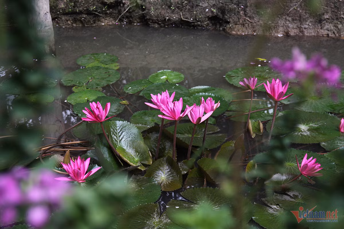 Màu tím tràn ngập với hàng chục loại hoa tím như cúc bách nhật, hoa băng xê, hoa súng, bằng lăng... Ảnh: Vietnamnet