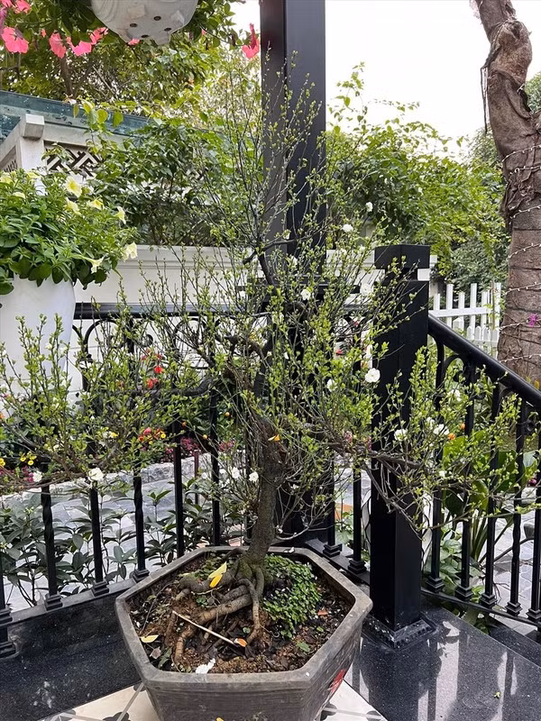 Nam ca sĩ dành nhiều thời gian chọn lựa cây cảnh và cắt tỉa gọn gàng. Nguồn ảnh: FBNV, NSX