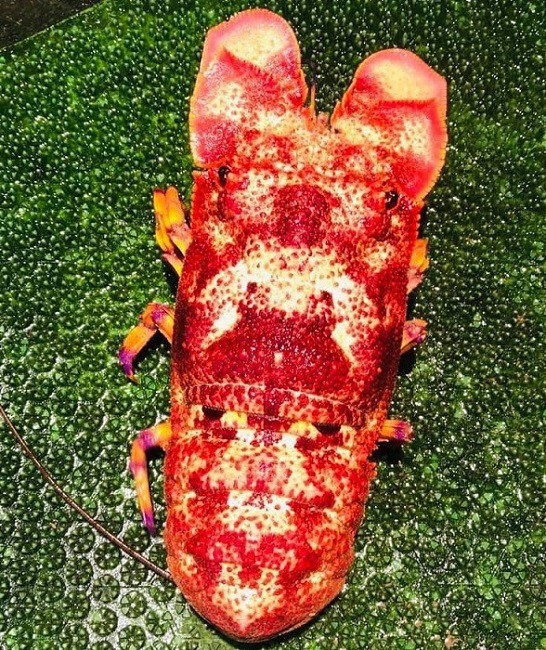 Trong đó, tôm mũ ni đỏ hiếm và đắt nhất. Tôm mũ ni trắng giá khoảng 500.000 đồng/kg, tôm mũ ni đen 1 triệu đồng/kg và tôm mũ ni đỏ giá tới 1,7 triệu đồng/kg. Ảnh: Facebook