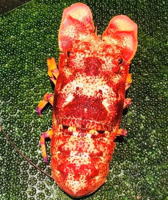 Trong đó, tôm mũ ni đỏ hiếm và đắt nhất. Tôm mũ ni trắng giá khoảng 500.000 đồng/kg, tôm mũ ni đen 1 triệu đồng/kg và tôm mũ ni đỏ giá tới 1,7 triệu đồng/kg. Ảnh: Facebook