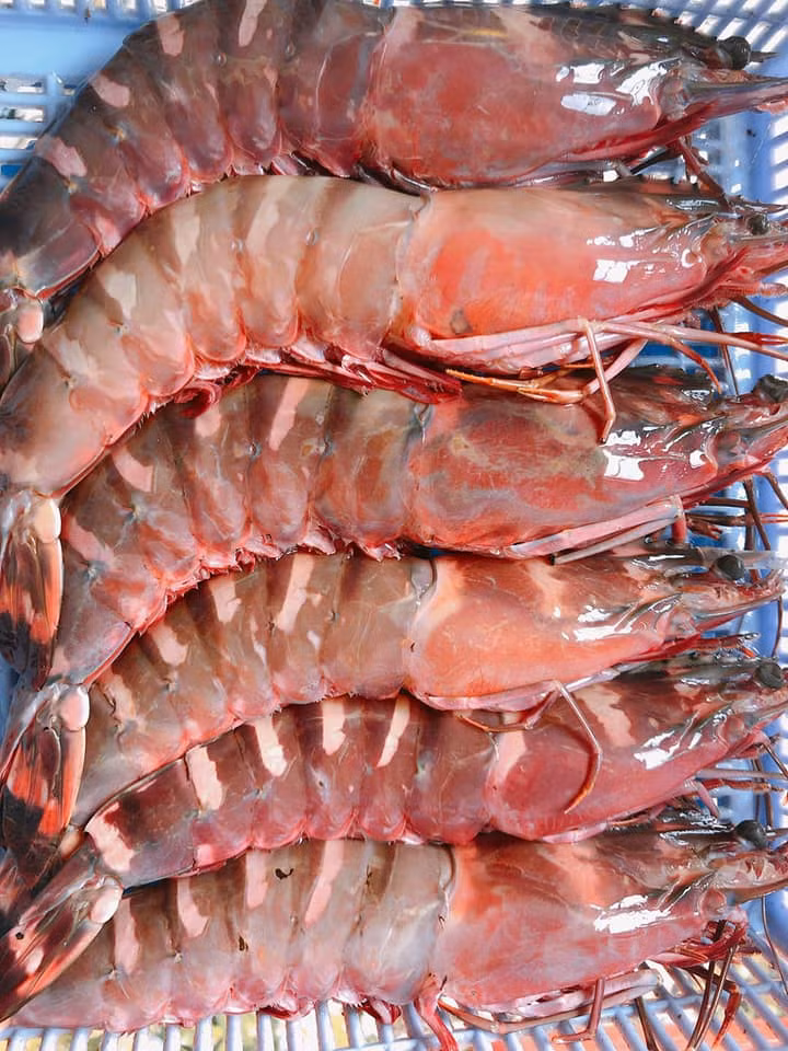 Dù đắt đỏ nhưng tôm sú cọp về đến đâu là hết đến đó, nhiều nhà giàu sẵn sàng chi tiền để thưởng thức loại hải sản đắt đỏ này. Ảnh: Dân Việt