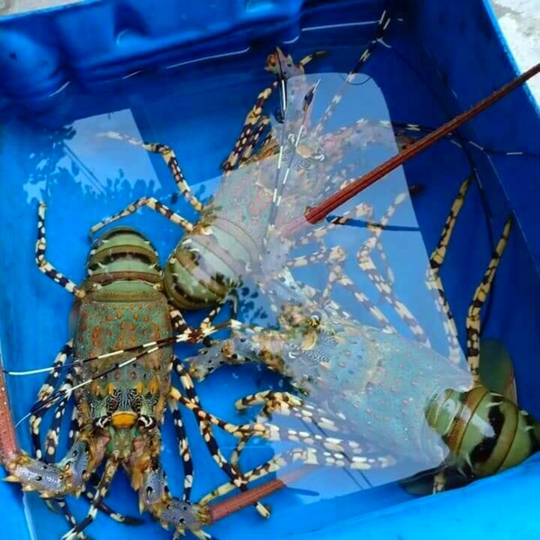 Tôm hùm bông có kích thước và trọng lượng lớn, chiều dài phổ biến từ 30 - 35cm (có thể đến 50cm) và nặng từ 1,5 - 1,8 kg (nặng nhất có thể tới 4,5 kg). Ảnh: Daohaisan