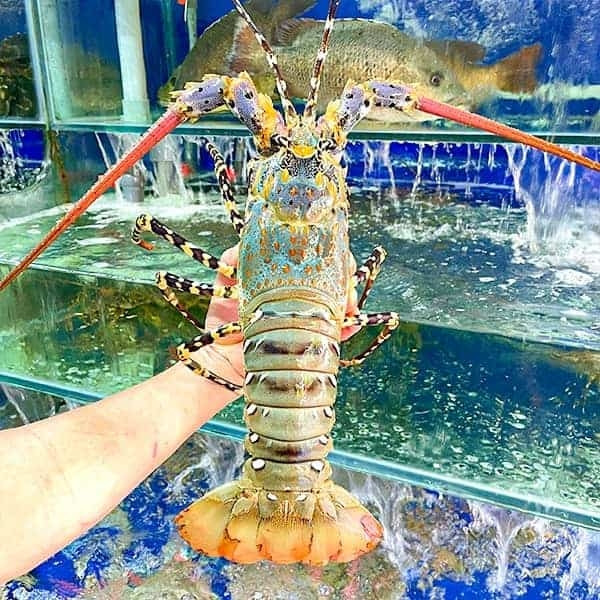 Trên thị trường, tôm hùm bông có giá từ 1 - 2,5 triệu đồng/kg, tùy loại và thời điểm khác nhau. Ảnh: Camudo