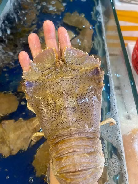 Tôm mũ ni là đặc sản tại vùng biển miền Trung và một số vùng biển đảo như Lý Sơn, Côn Đảo... Loại tôm này có 3 màu khác nhau: trắng, đen và đỏ. Ảnh: Facebook