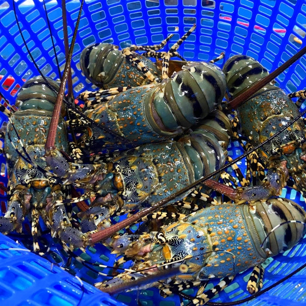 Tôm hùm bông (hay tôm hùm sao) có nhiều ở vùng biển Nha Trang, Ninh Thuận, Bình Thuận. Vỏ tôm hùm bông màu xanh nước biển pha lá cây. Phần đầu và gai tôm có màu đốm cam. Ảnh: Daohaisan