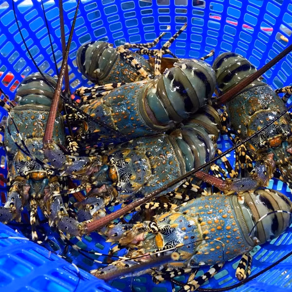 Tôm hùm bông (hay tôm hùm sao) có nhiều ở vùng biển Nha Trang, Ninh Thuận, Bình Thuận. Vỏ tôm hùm bông màu xanh nước biển pha lá cây. Phần đầu và gai tôm có màu đốm cam. Ảnh: Daohaisan