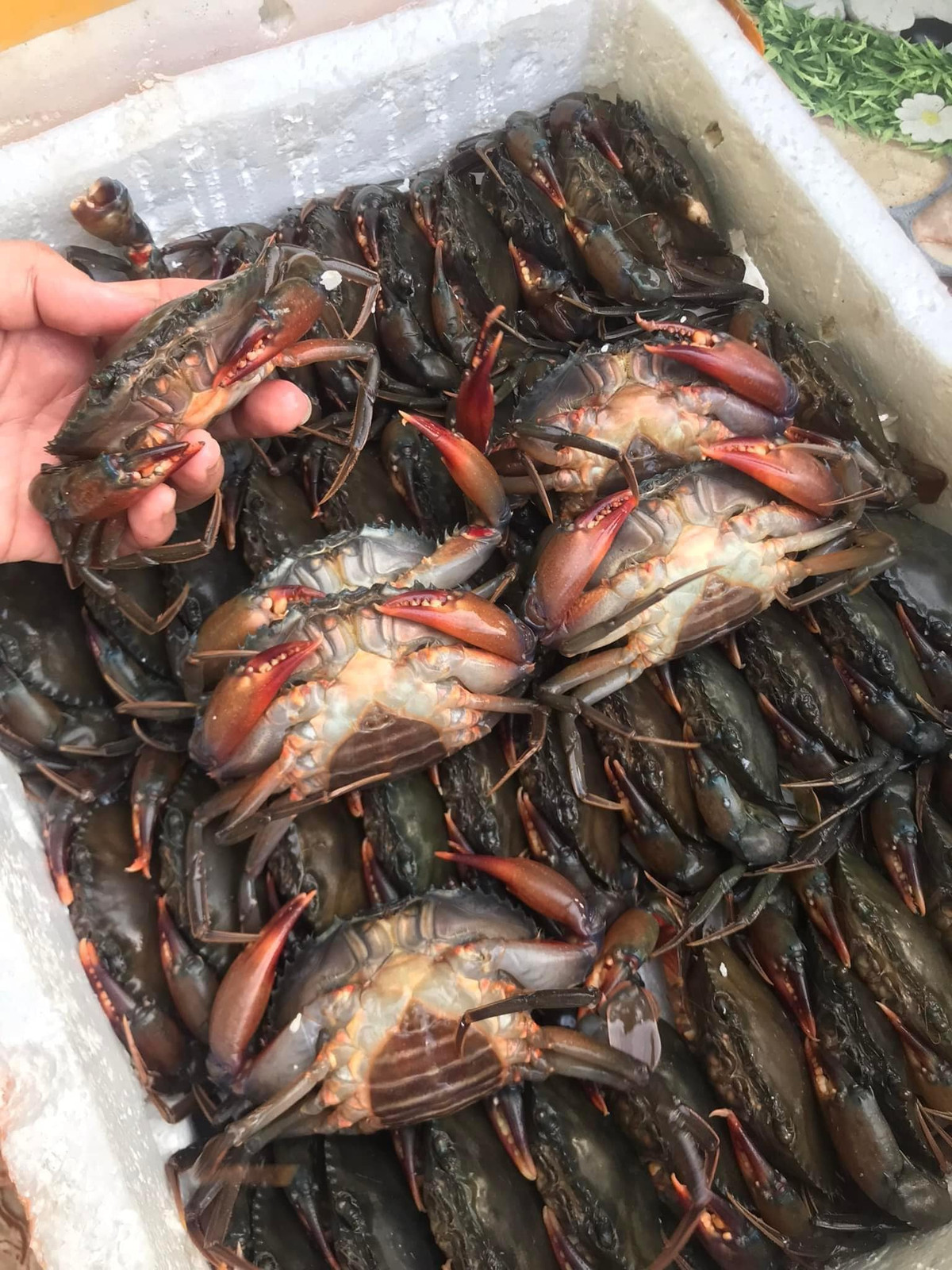 Cua lột càng to giá càng đắt. Cua lột trọng lượng khoảng 60g/con, giá thấp nhất khoảng 25.000 đồng/con. Loại đắt nhất có trọng lượng khoảng 100 - 120g/con, giá 40.000 đồng/con.