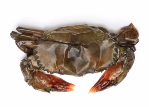 Tương tự, chị Hằng (Gia Lâm, Hà Nội) cho biết, cua lột rã đông xong chảy ra thành nước, hầu như chỉ còn mỗi vỏ không.