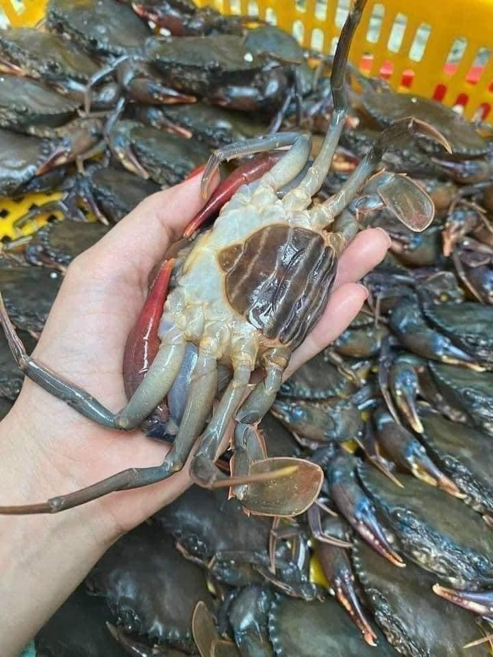 Do là hàng đông lạnh nên hạn sử dụng cua lột rất lâu, có thể để được đến năm 2025.