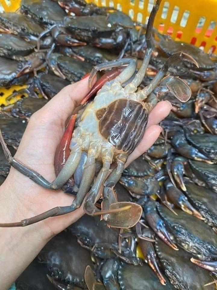 Do là hàng đông lạnh nên hạn sử dụng cua lột rất lâu, có thể để được đến năm 2025.