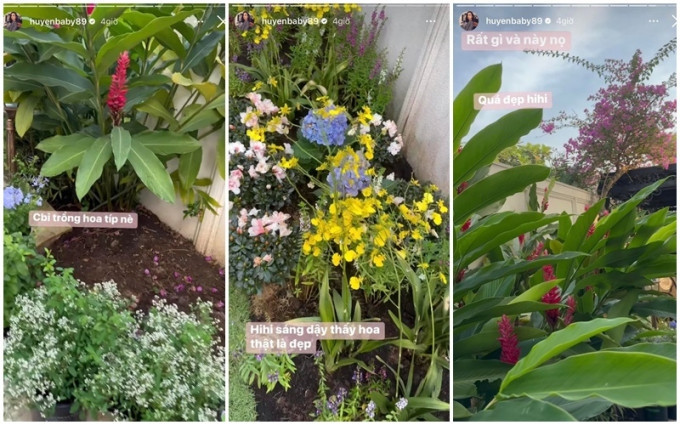 Các loại hoa đua nhau khoe sắc. Ảnh: Instagram