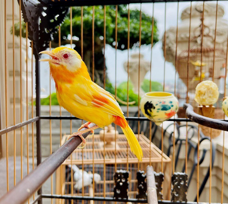 Với chim hoàng khuyên, chim trống giá trị hơn. Một chú hoàng khuyên mắt đỏ ruby trống giá có thể lên tới 500 triệu đồng, còn chim mái khoảng 100 triệu.