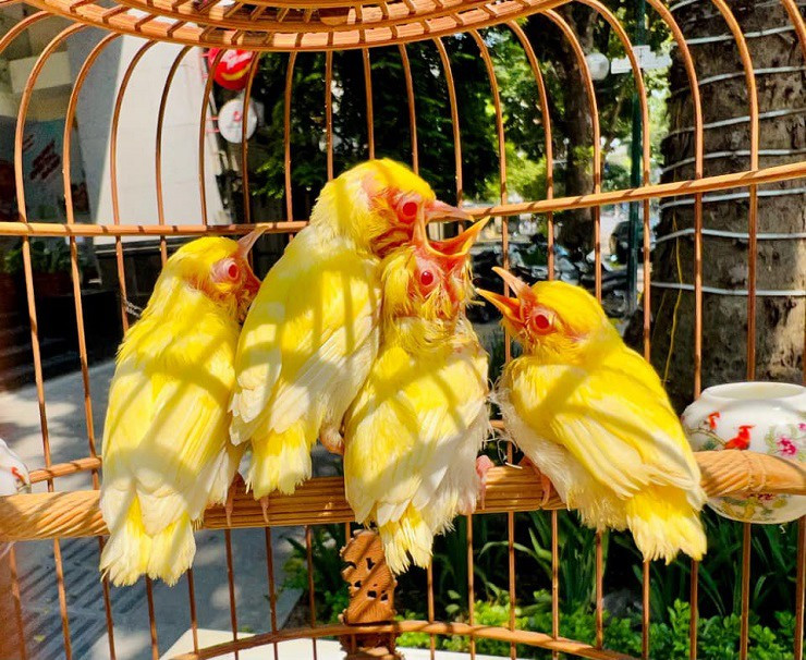 Tổ chim hoàng khuyên được nam doanh nhân mua ở Bắc Giang.