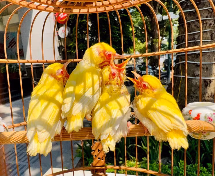 Tổ chim hoàng khuyên được nam doanh nhân mua ở Bắc Giang.