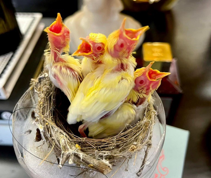 Tổ chim gồm có 4 con đều là hoàng khuyên mới nỏ, màu vàng lạ, bụng trắng, mắt đỏ như đá ruby