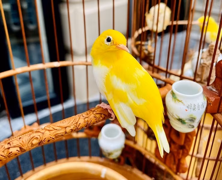 Ngoài ra, bộ sưu tập chim cảnh của đại gia Hà Nội có 21 con hoàng khuyên, trong đó 10 con là dòng mắt đỏ, đây đều là những chú chim quý, đẳng cấp bậc nhất Việt Nam.