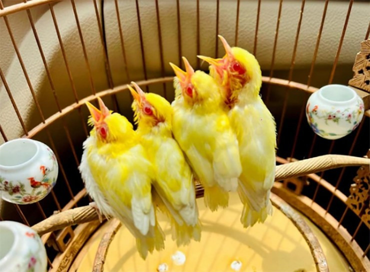 Tổ hoàng khuyên đột biến gồm 3 trống và 1 mái.