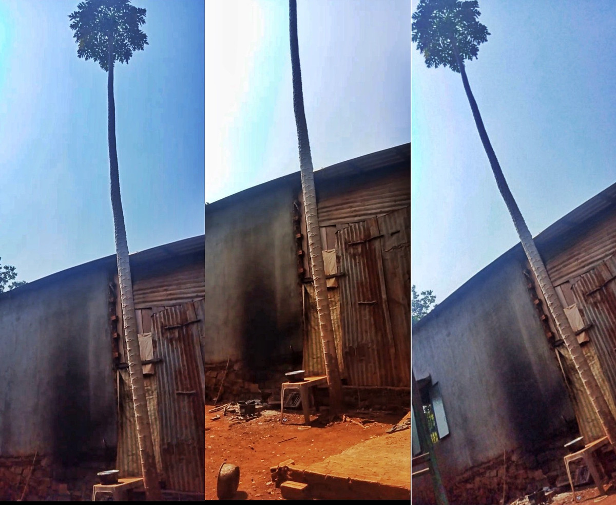 Mới đây, cộng đồng mạng xôn xao trước hình ảnh một cây đu đủ có chiều cao khủng gần 11m ở Bình Phước. Ảnh: Dân Việt