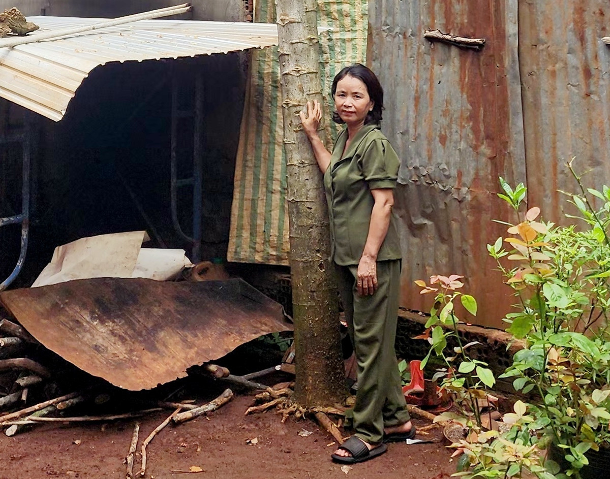 Khi cây lớn dần, gia đình mới phát hiện là cây đu đủ đực, không cho quả. Tuy nhiên, do hoa mọc nhiều, hàng xóm thường tới xin hoa và một vài bộ phận khác của cây về làm thuốc nên gia đình giữ lại. Ảnh: Người đưa tin