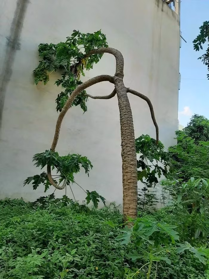 Cây đu đủ như có rất nhiều tay đang rủ xuống. Ảnh: Dân Việt