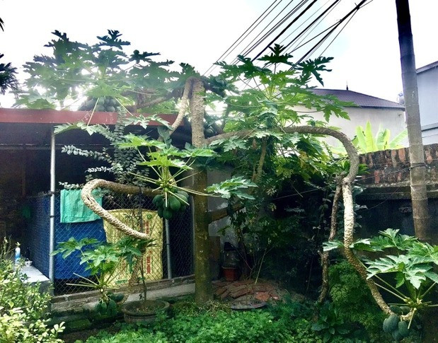 Trước đó, dân tình được dịp mắt tròn mắt dẹt khi khoe cây đu đủ nhà mình "thành tinh". Ảnh: Facebook