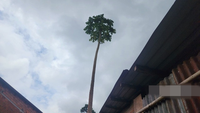 Cây đu đủ được mô tả "cao hơn cây dừa", mọc thẳng tắp. Cây đã được 4 năm tuổi, mọc lên từ hạt của quả đu đủ đã được gia đình ăn. Ảnh: Người đưa tin