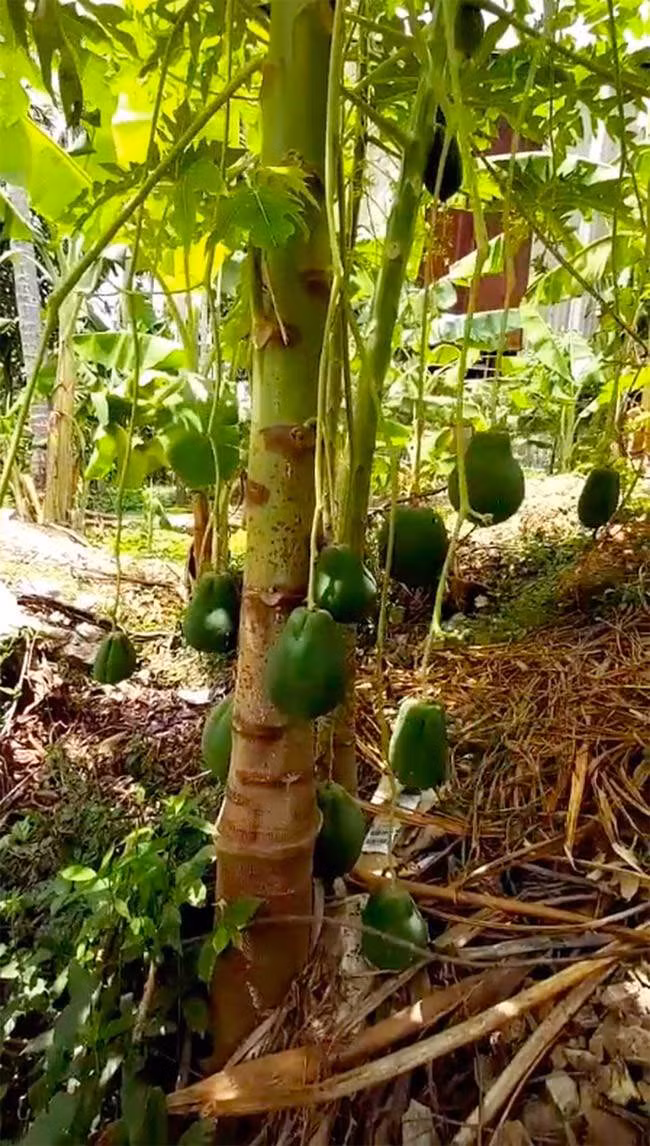 Cây đu đủ dị dạng cho quả thòng lòng, ai cũng tò mò. Ảnh chụp màn hình