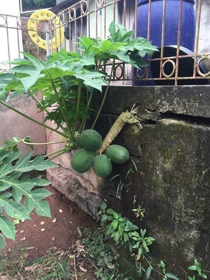 Không cần uốn, đu đủ tự uốn thành dáng huyền độc đáo. Ảnh: Dân Việt