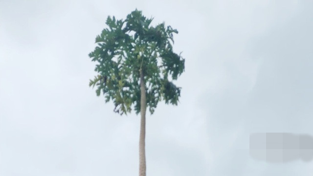 Từ ngày cây đu đủ "nổi tiếng" trên mạng xã hội, nhiều người đã gọi cho chủ nhân hỏi thăm, có người hỏi mua. Ảnh: Người đưa tin