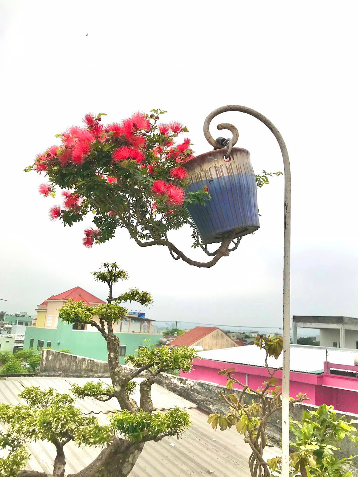 Tháng 12/2020, tại cuộc Hội ngộ Kỷ lục gia lần thứ 41 ở TPHCM, ông Lê Thạnh được trao bằng xác lập Kỷ lục Người tạo tác các tác phẩm bonsai ngược nhiều nhất Việt Nam”. Ảnh: FB Lê Thạnh