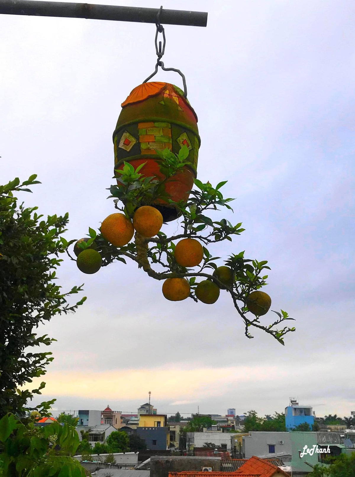 Ban đầu, ông Lê Thạnh thử nghiệm với các cây trong chậu nhỏ, sau đó tạo tác thêm những cây lớn hơn. Kết quả những tác phẩm bonsai ngược của ông được giới chơi cây đánh giá cao bởi hình dáng và ý tưởng độc lạ. Ảnh: FB Lê Thạnh