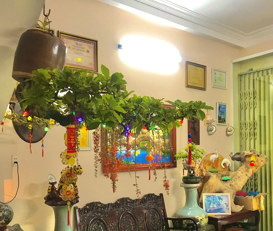 Ngoài những loại cây thông dụng như linh sam, mai chiếu thủy, lộc vừng, mai vàng... ông Lê Thạnh còn tạo thế bonsai ngược thành công trên cây mít, chuối...Ảnh: Vietnamnet