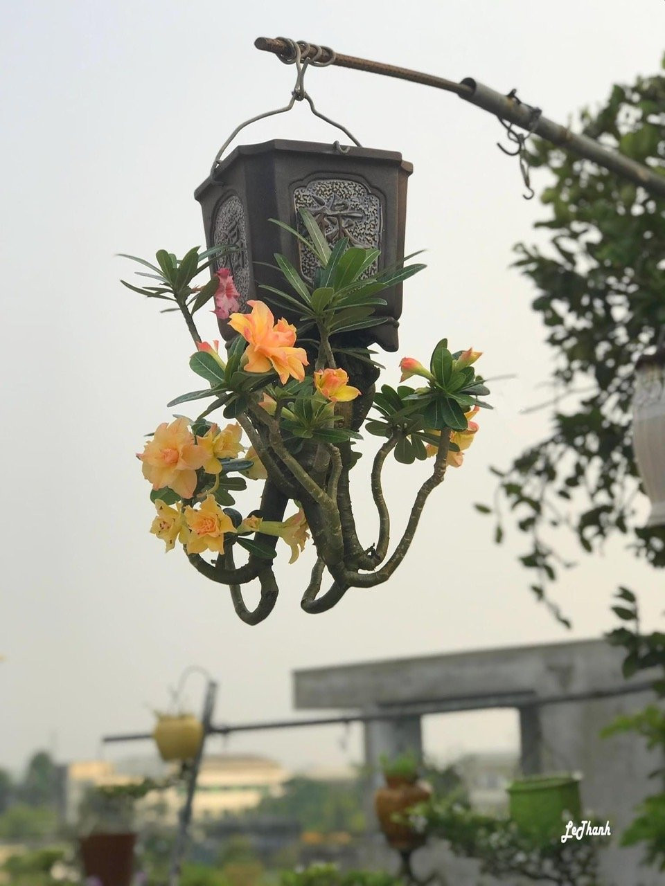 Nhiều người lo ngại, khi bầu đất bị trút ngược, cây không giữ được đất thì lấy gì phát triển. Nhưng ông Thạnh cho biết: "“Mình khỏi lo chuyện giữ đất cho cây. Cây sẽ tự lo cho nó. Rễ cây phát triển, che kín những vị trí có thể làm rơi đất ra ngoài”. Ảnh: Vietnamnet