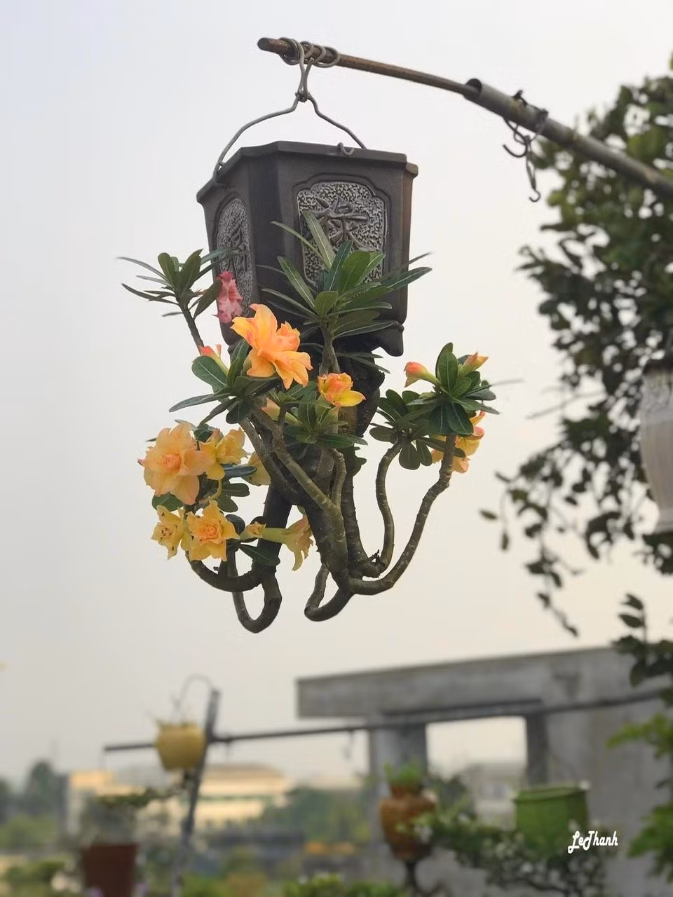 Nhiều người lo ngại, khi bầu đất bị trút ngược, cây không giữ được đất thì lấy gì phát triển. Nhưng ông Thạnh cho biết: "“Mình khỏi lo chuyện giữ đất cho cây. Cây sẽ tự lo cho nó. Rễ cây phát triển, che kín những vị trí có thể làm rơi đất ra ngoài”. Ảnh: Vietnamnet
