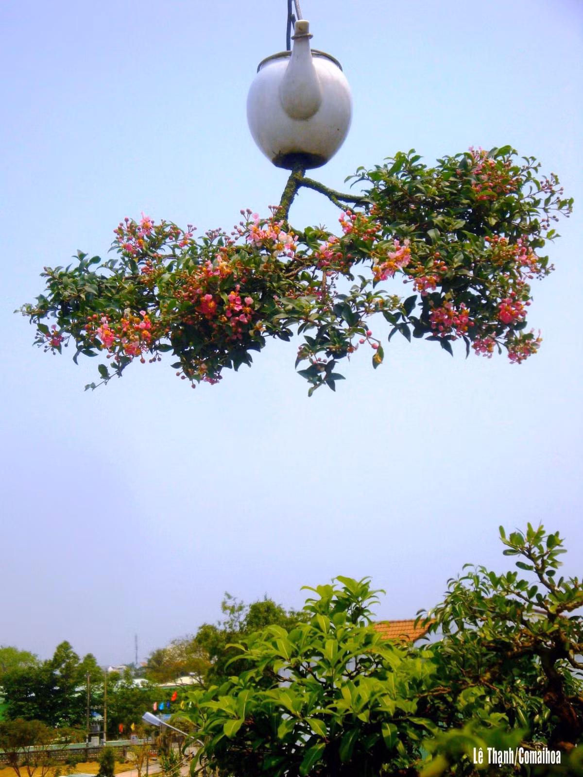 Ông Thạnh cho biết, bonsai ngược cũng có nhiều dáng thế như: trực, siêu, hoành, huyền... Ảnh: FB Lê Thạnh