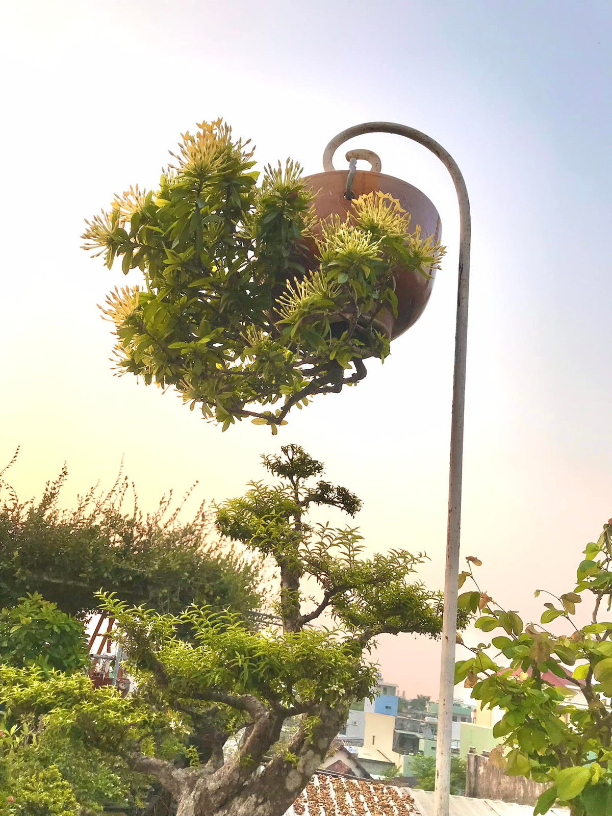 Hiện tại, vườn bonsai ngược của nghệ nhân Lê Thạnh có khoảng 70 cây. Ảnh: FB Lê Thạnh